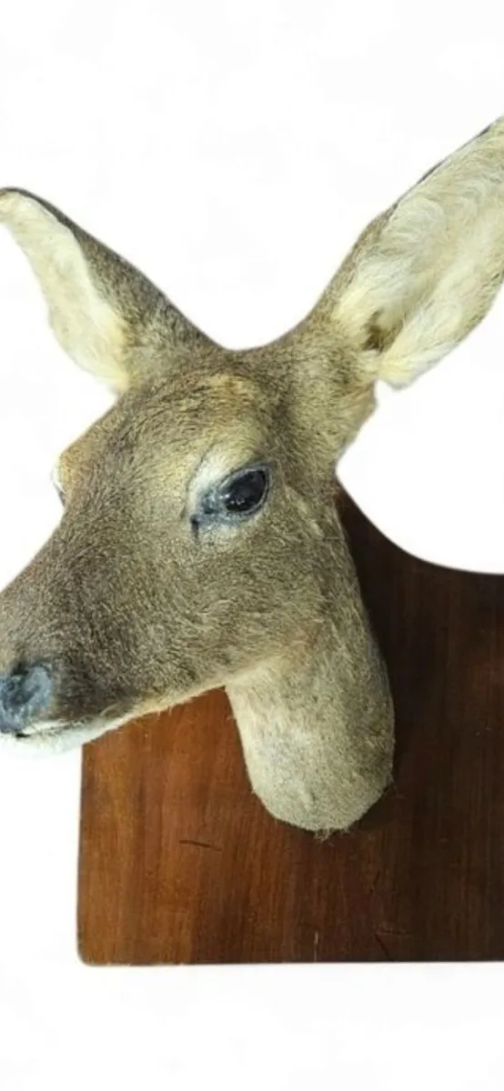 Deer - Image 1
