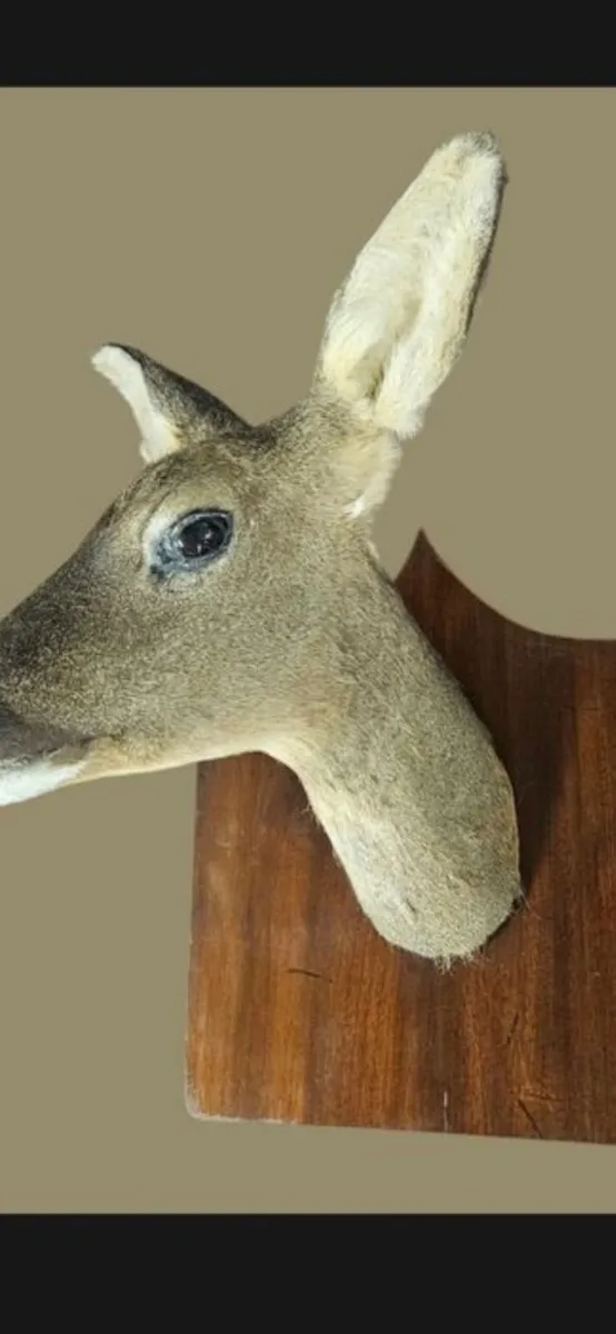 Deer - Image 2