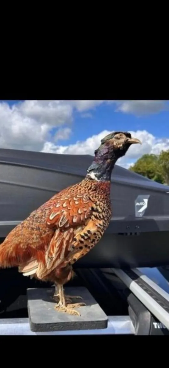 Taxidermy pheasant - Image 1