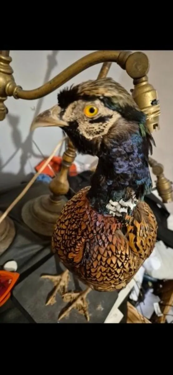 Taxidermy pheasant - Image 2