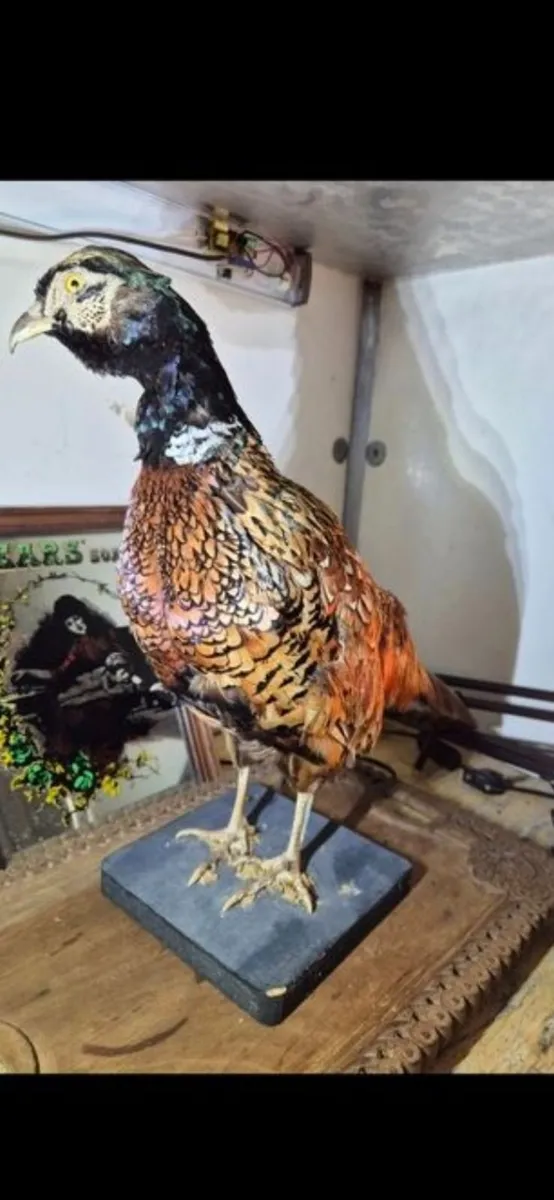 Taxidermy pheasant - Image 3