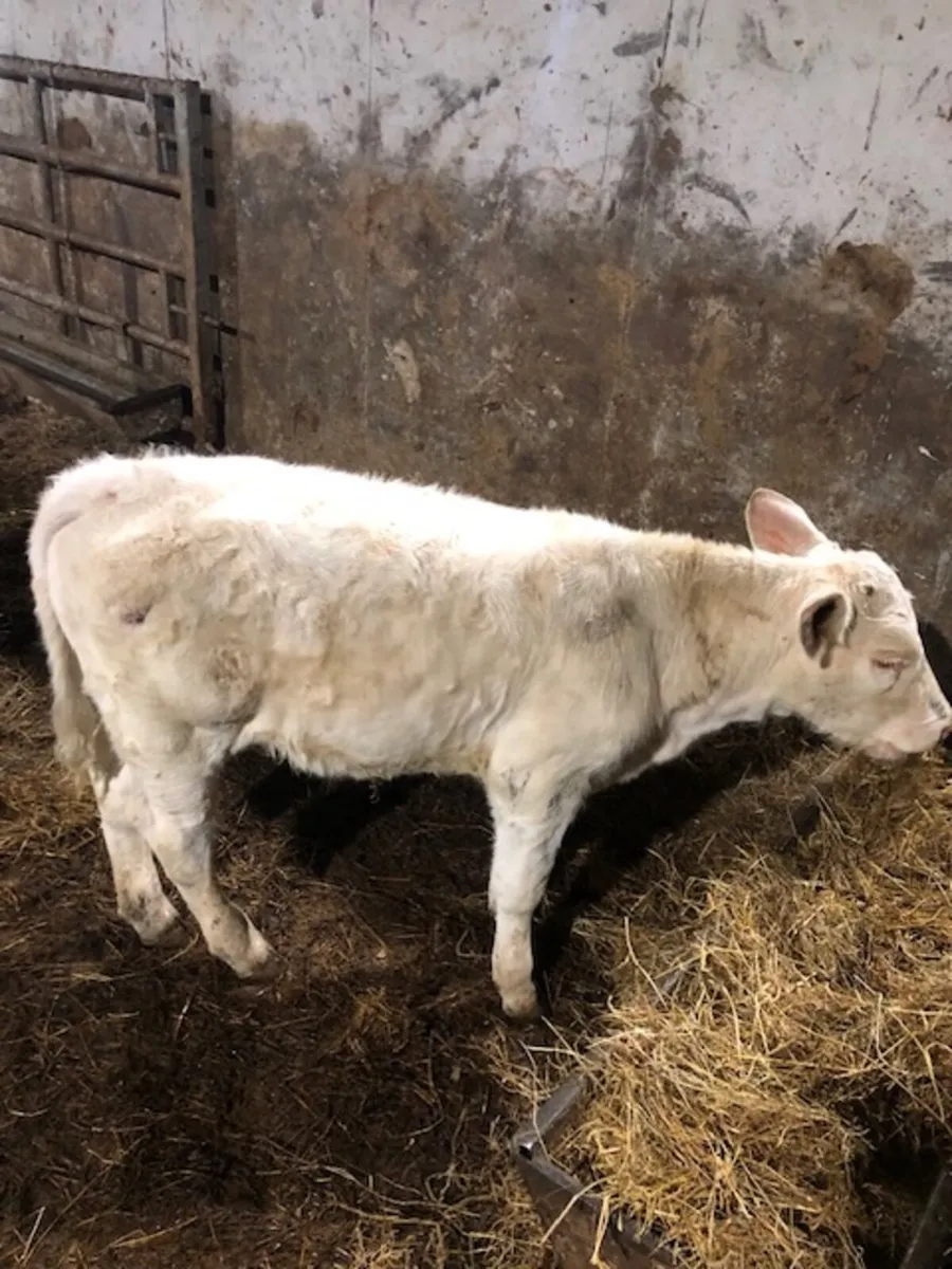 Pedigree Charolais Cows and Calves Updated - Image 3