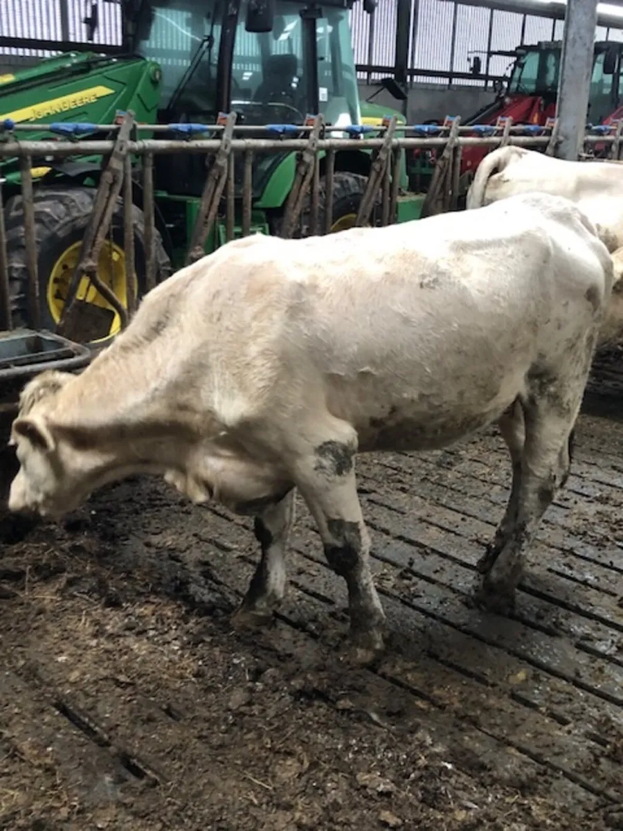 Pedigree Charolais Cows and Calves Updated - Image 4