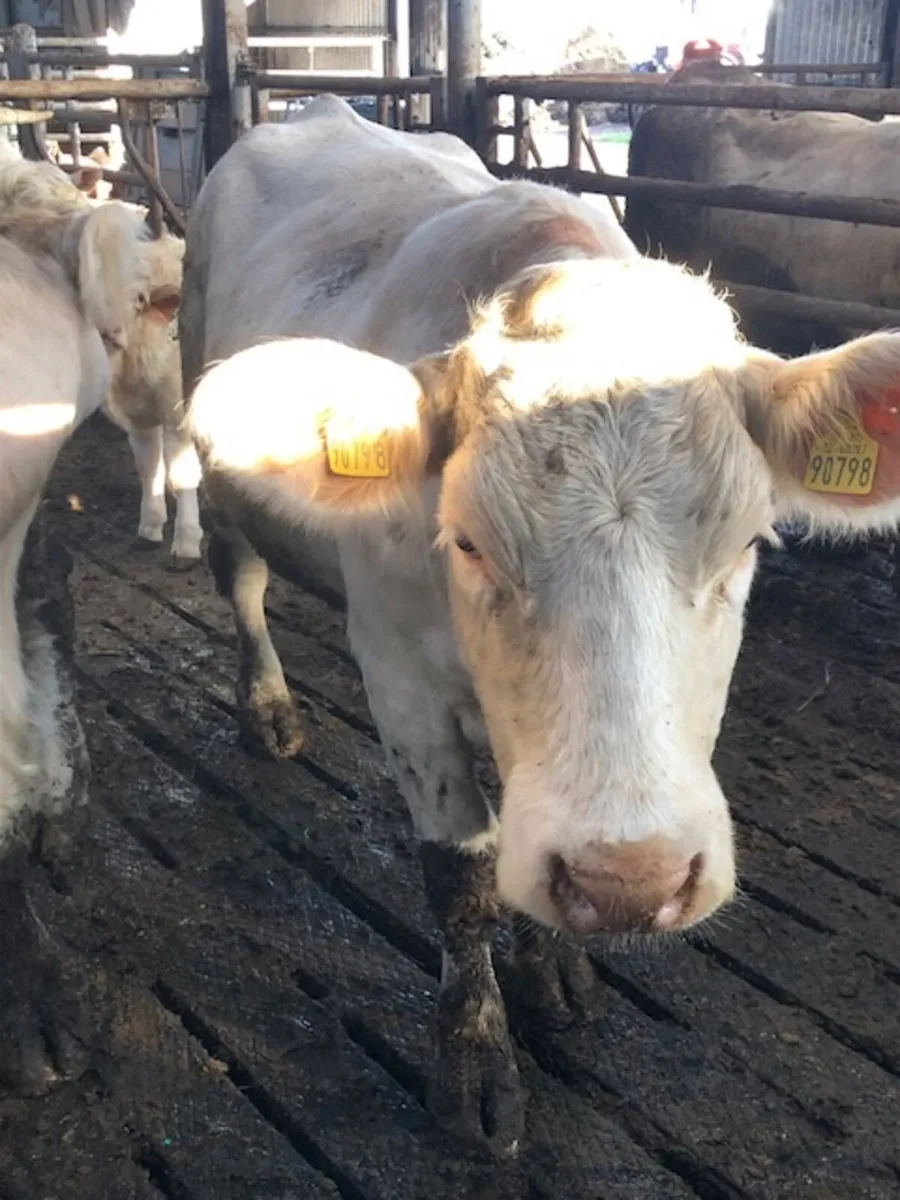 Pedigree Charolais Cows and Calves Updated - Image 2
