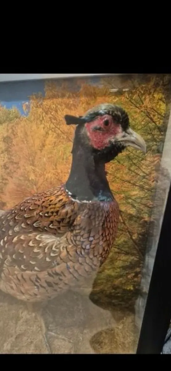 Taxidermy pheasant - Image 3