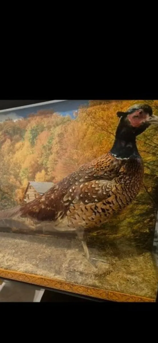 Taxidermy pheasant - Image 4