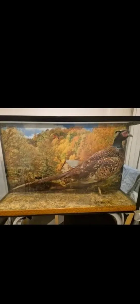 Taxidermy pheasant - Image 1
