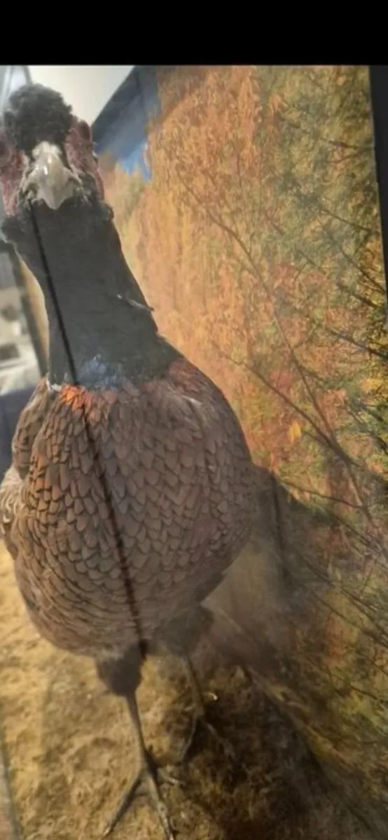 Taxidermy pheasant - Image 2