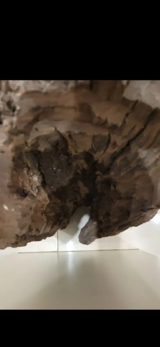 African driftwood - Image 1