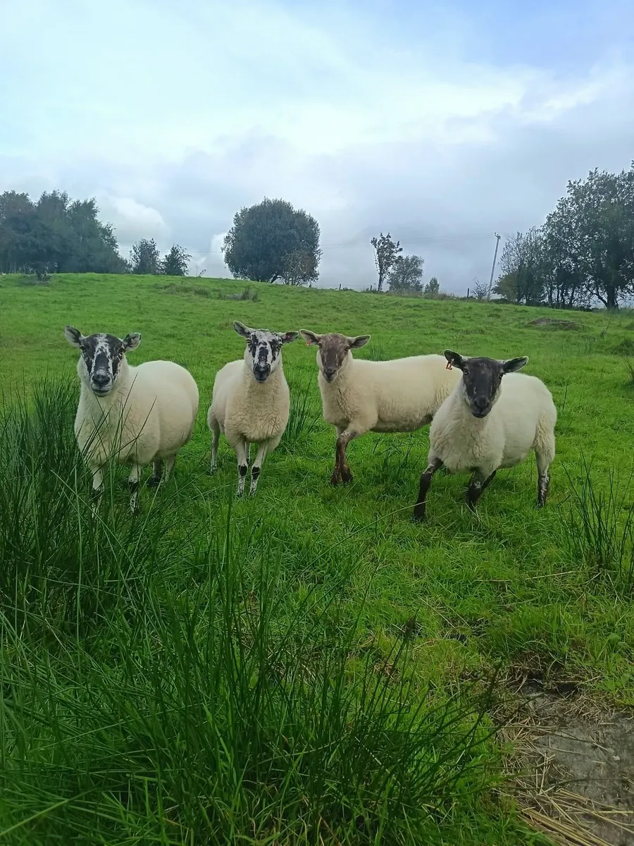 Sheep - Image 3