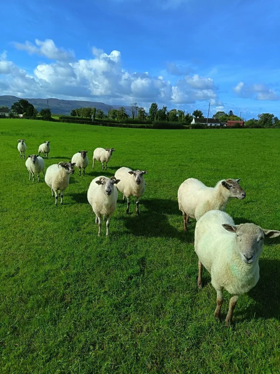 Sheep - Image 4