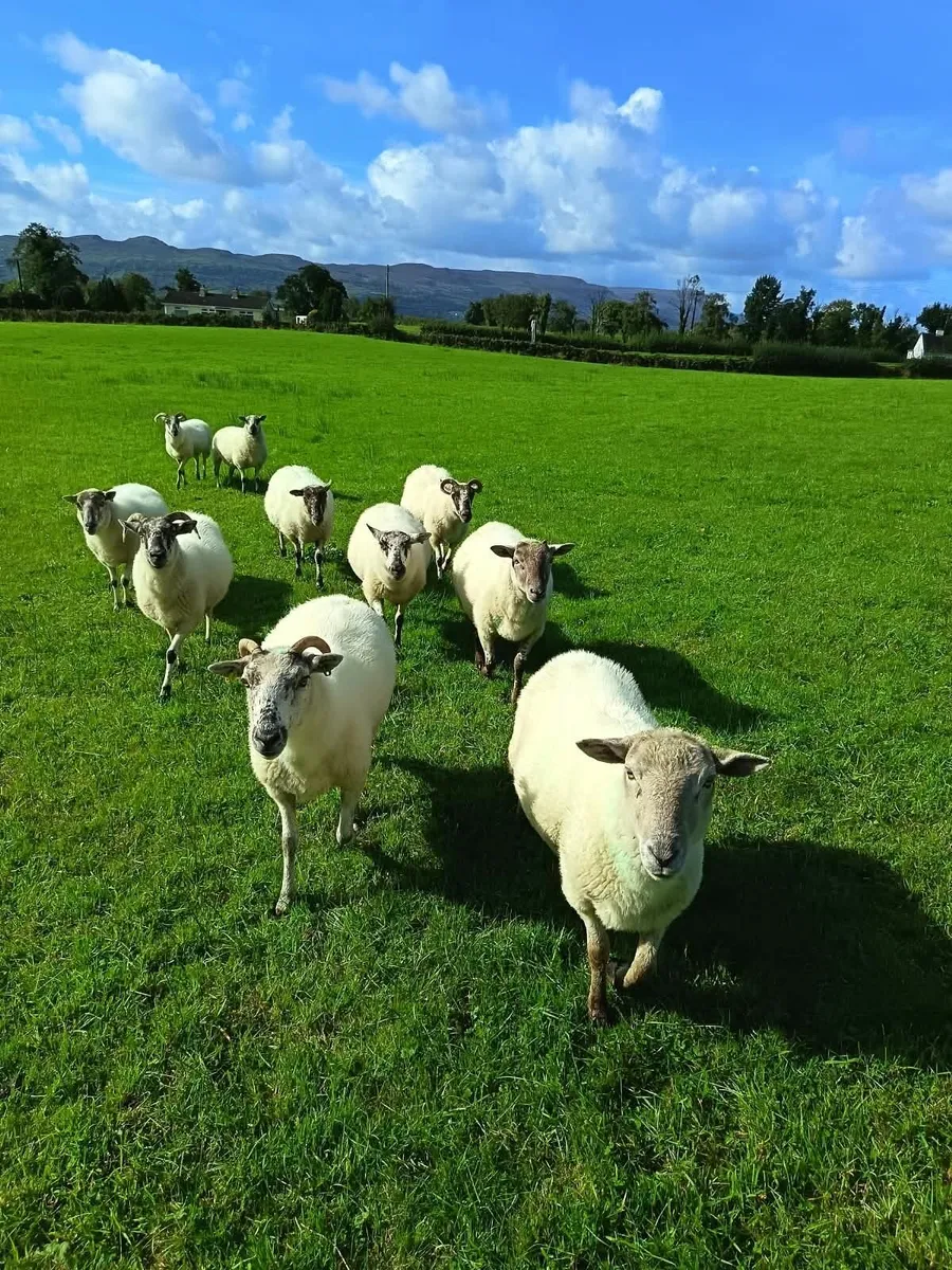 Sheep - Image 1
