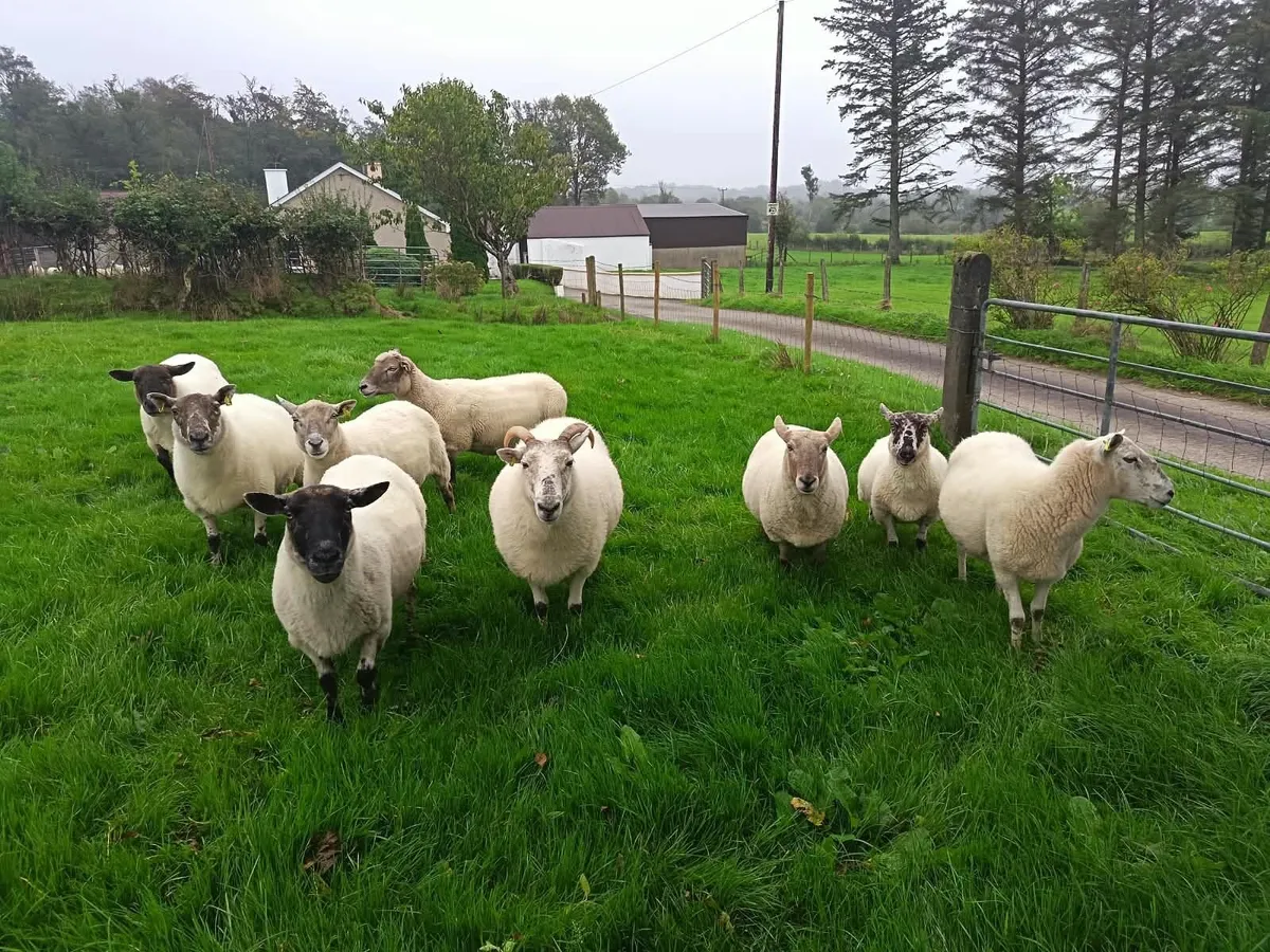 Sheep - Image 2