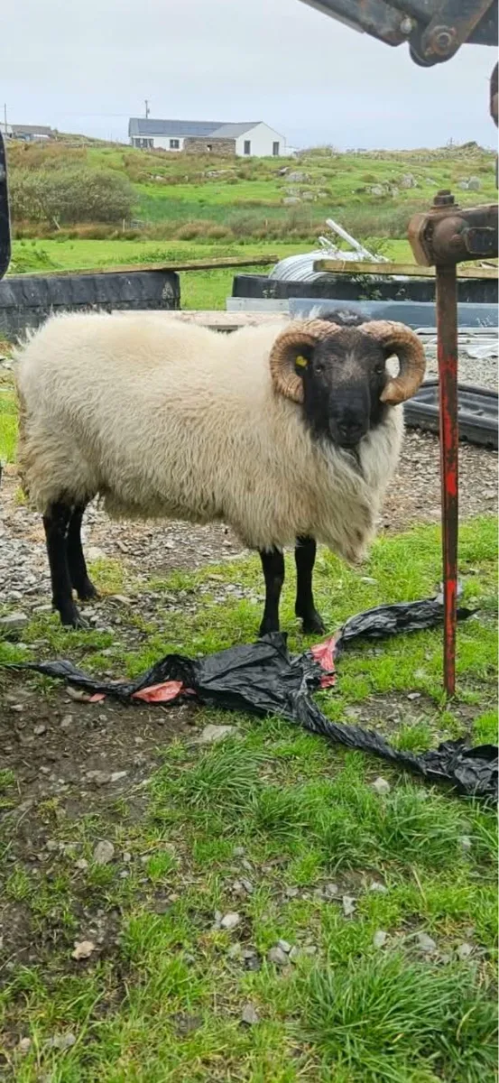 Hogget Rams - Image 1