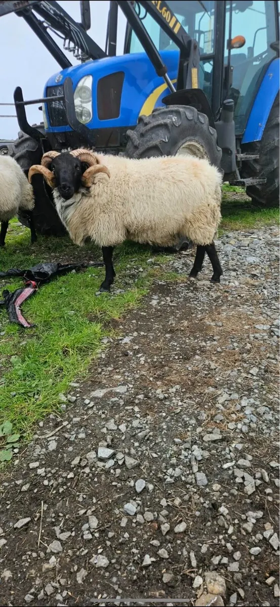 Hogget Rams - Image 2