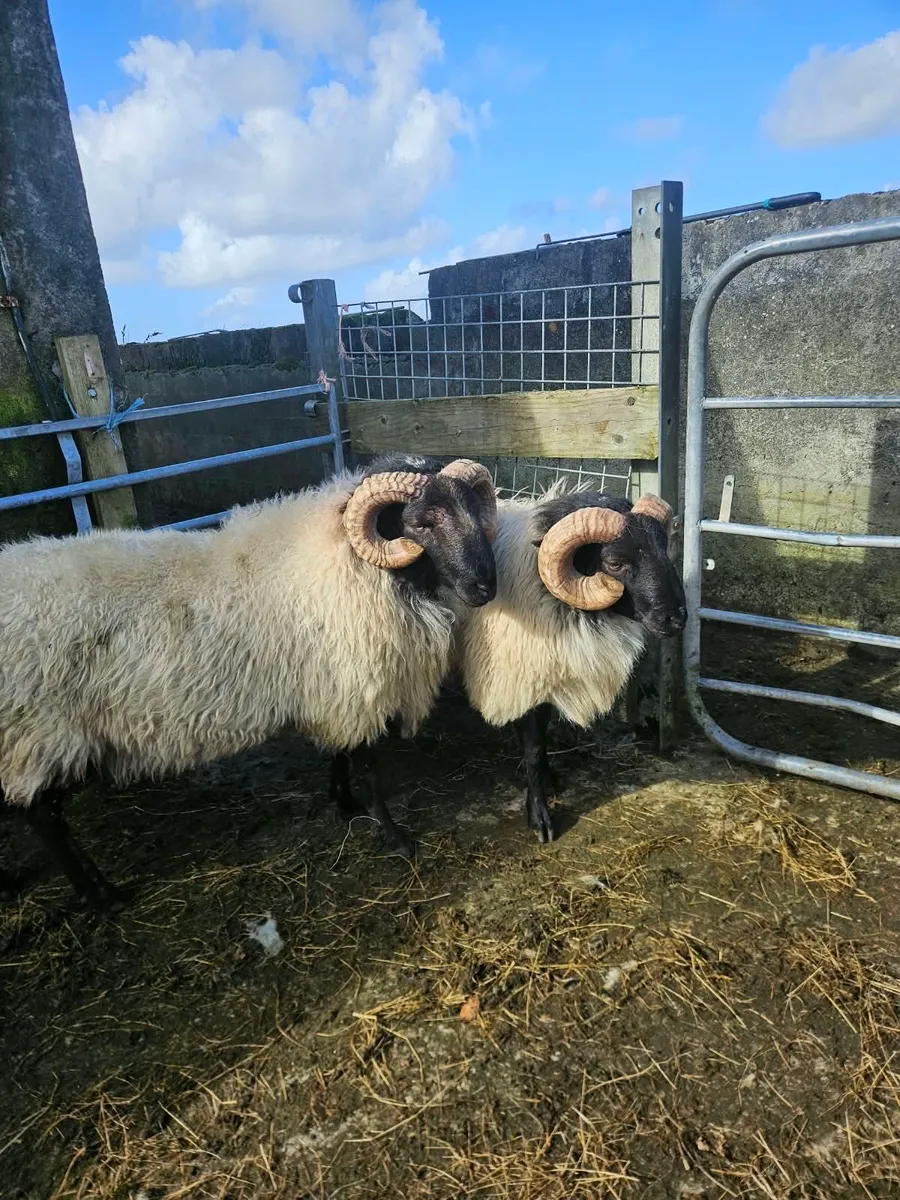 Hogget Rams - Image 3