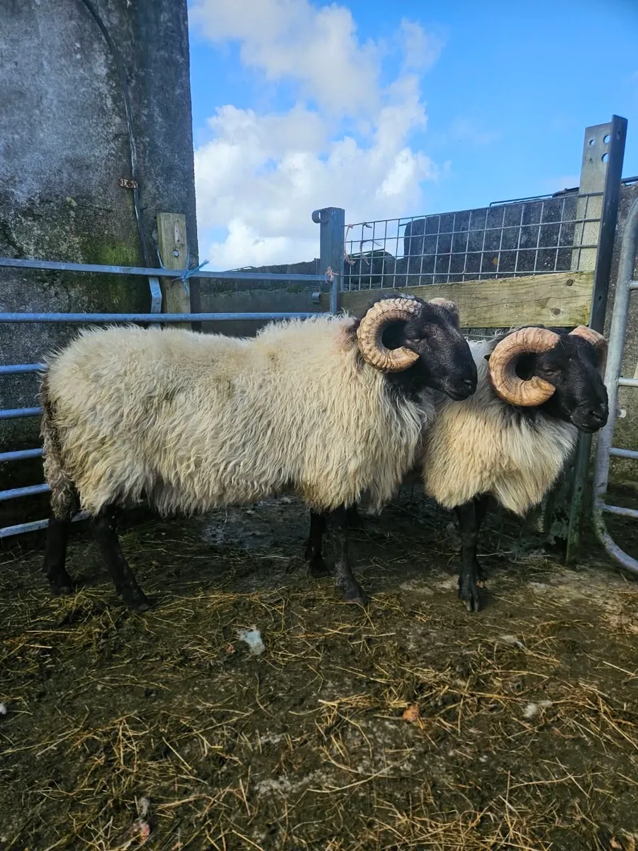 Hogget Rams - Image 4