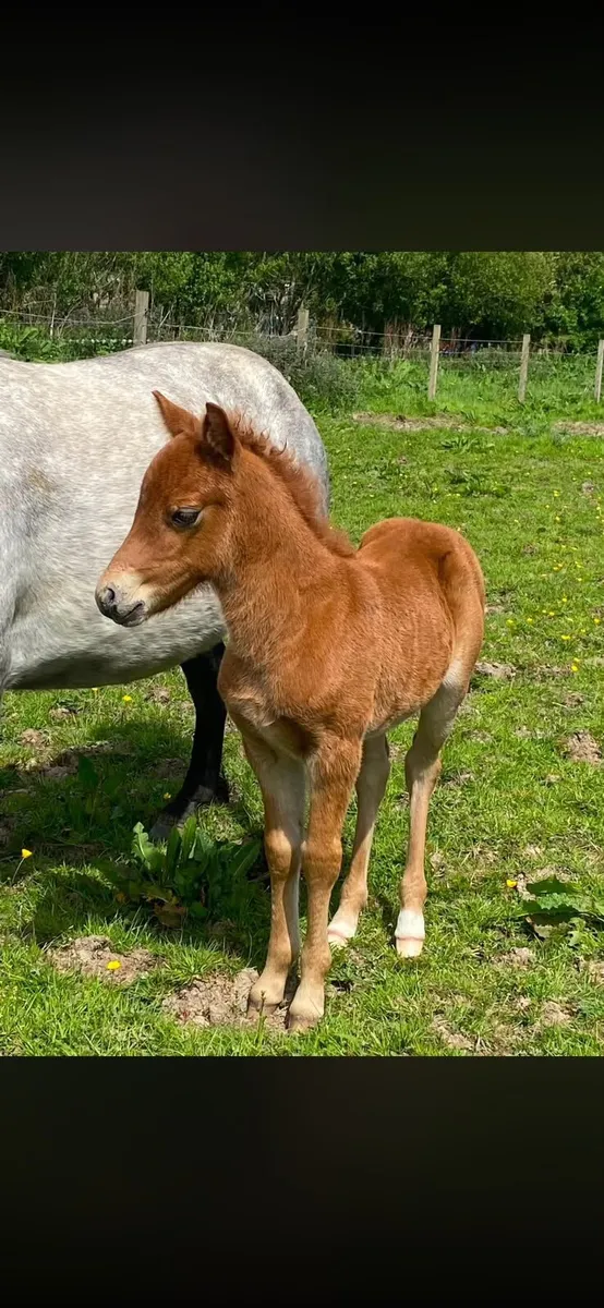 Kerry bog mares with foals - Image 3