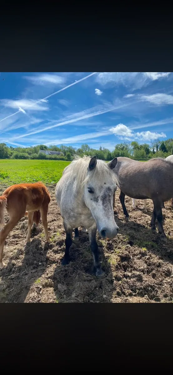 Kerry bog mares with foals - Image 4