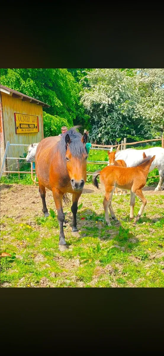Kerry bog mares with foals - Image 1