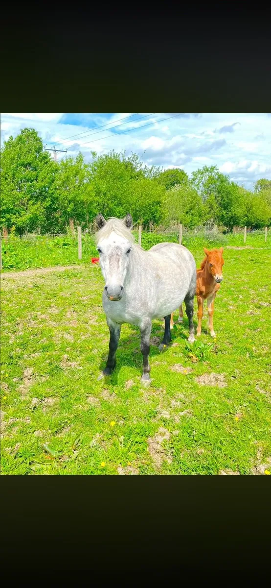 Kerry bog mares with foals - Image 2