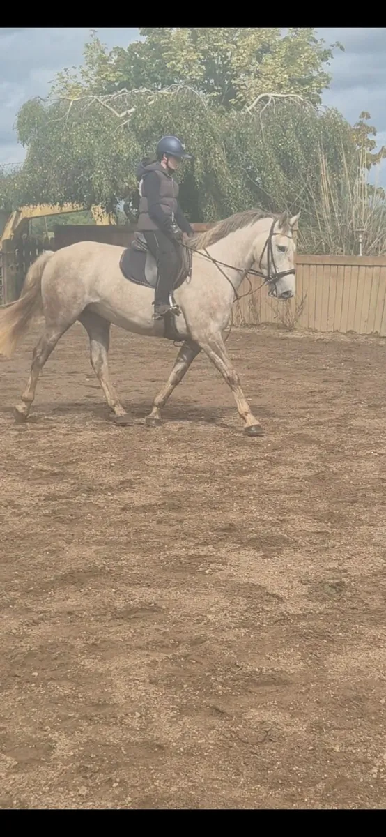 Beauitful ISH 15'2 4 year old mare - Image 1