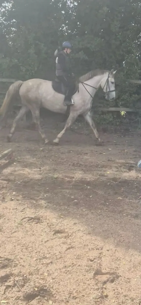 Beauitful ISH 15'2 4 year old mare - Image 4