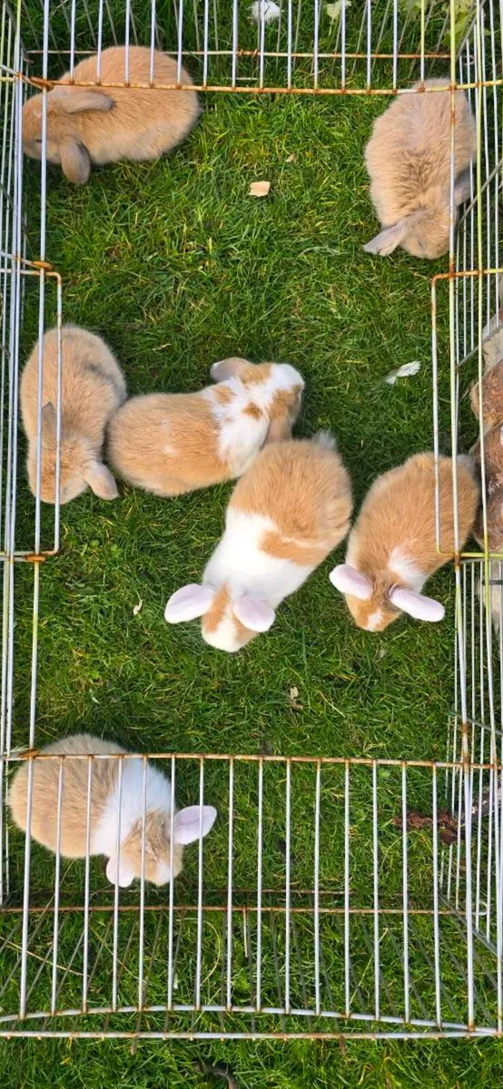 Miniature Lop Rabbits - Image 2