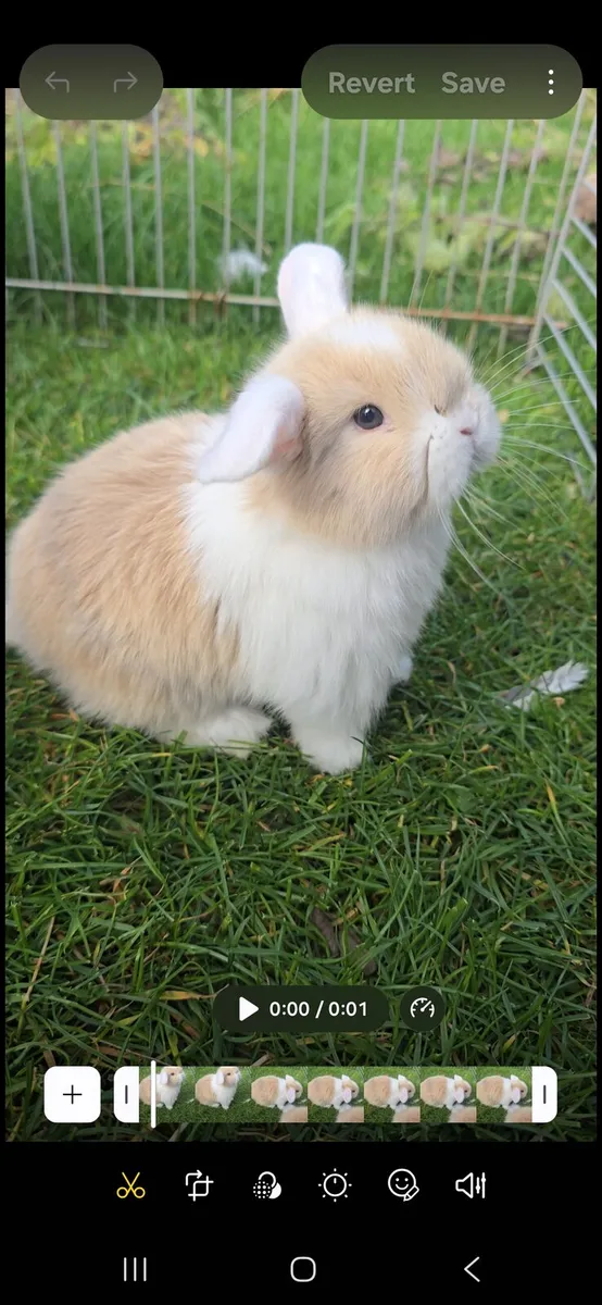 Miniature Lop Rabbits - Image 1
