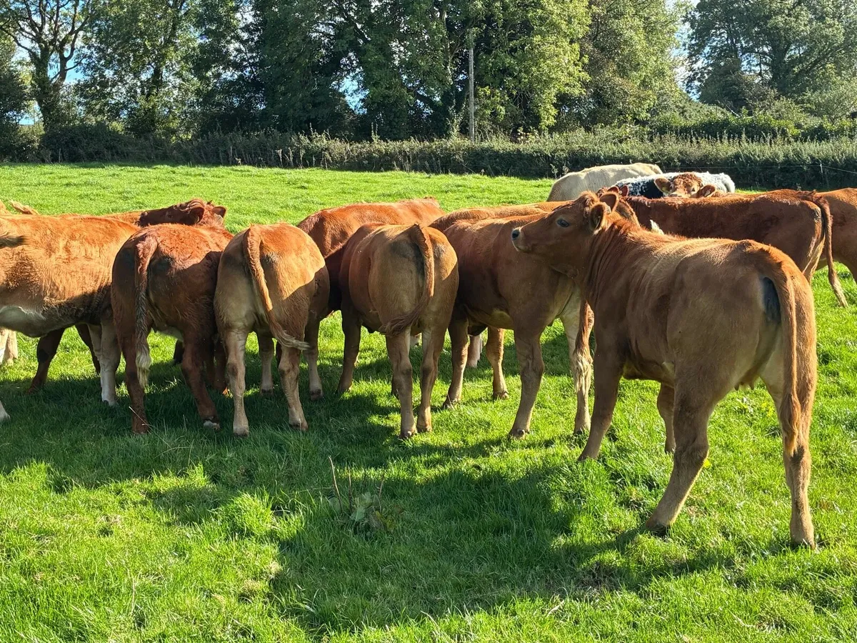 Incalf Heiffers - Image 1