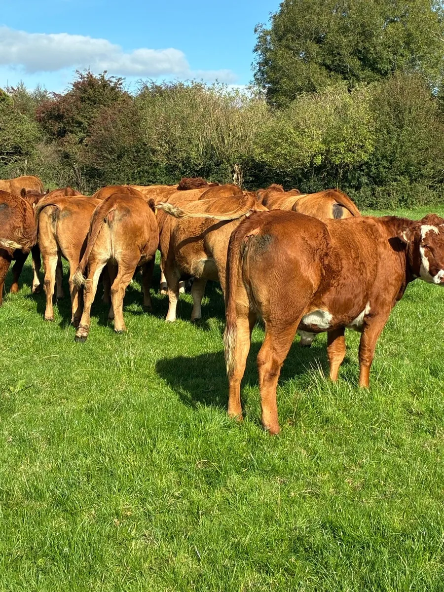 Incalf Heiffers - Image 2