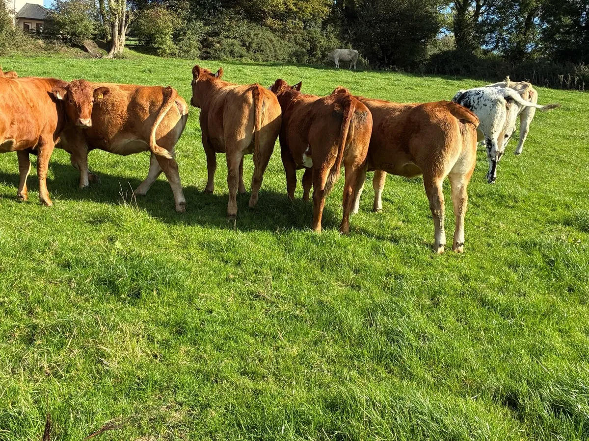 Incalf Heiffers - Image 3