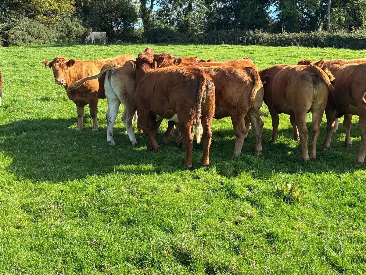 Incalf Heiffers - Image 4