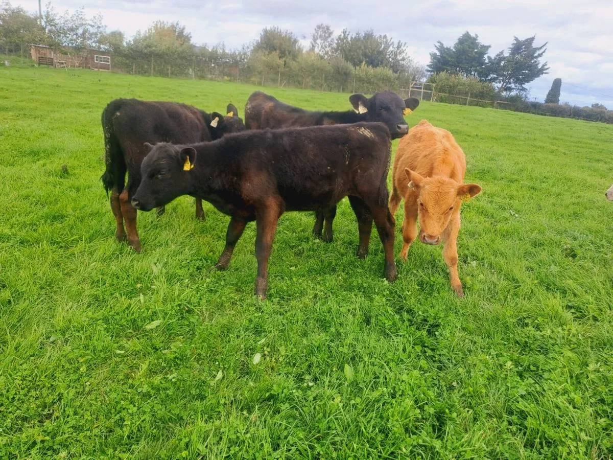 4 Angus bull weanlings 160kgs No movements - Image 2