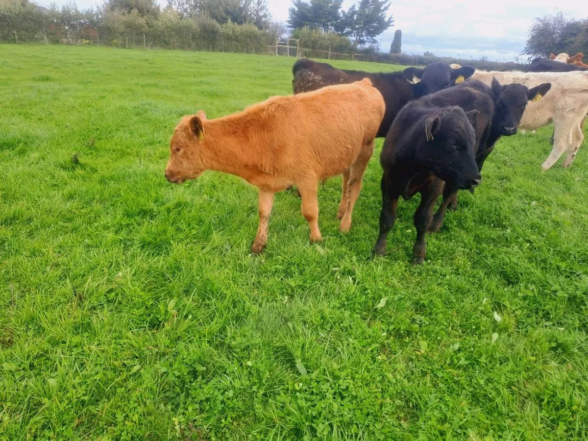 4 Angus bull weanlings 160kgs No movements - Image 3