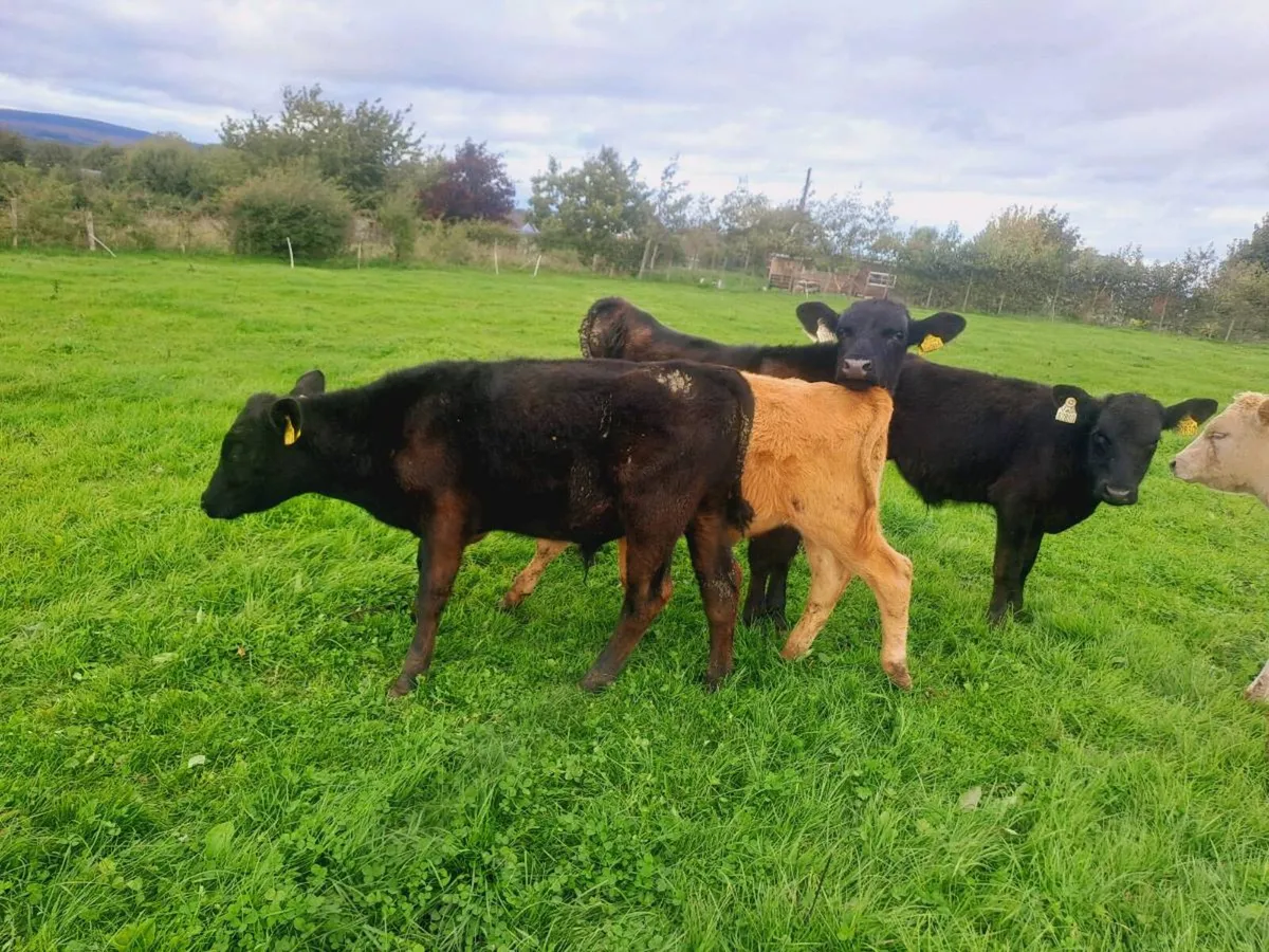 4 Angus bull weanlings 160kgs No movements - Image 4