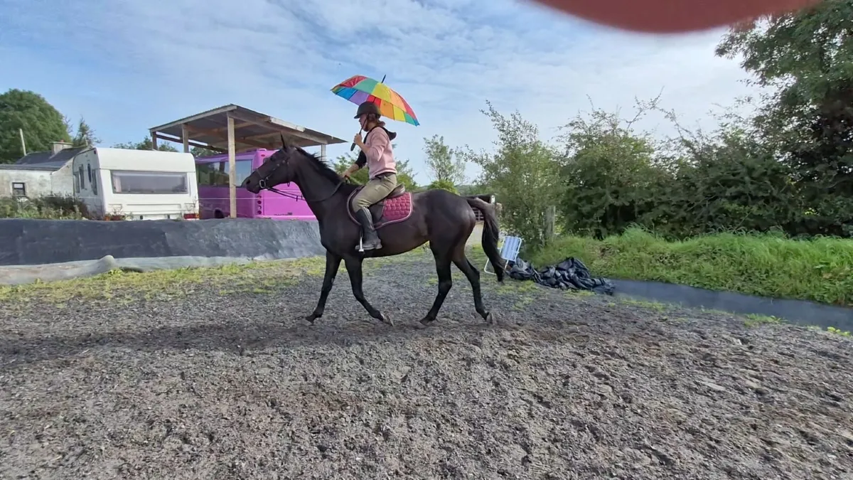 Teenagers/ riding club Mare - Image 2