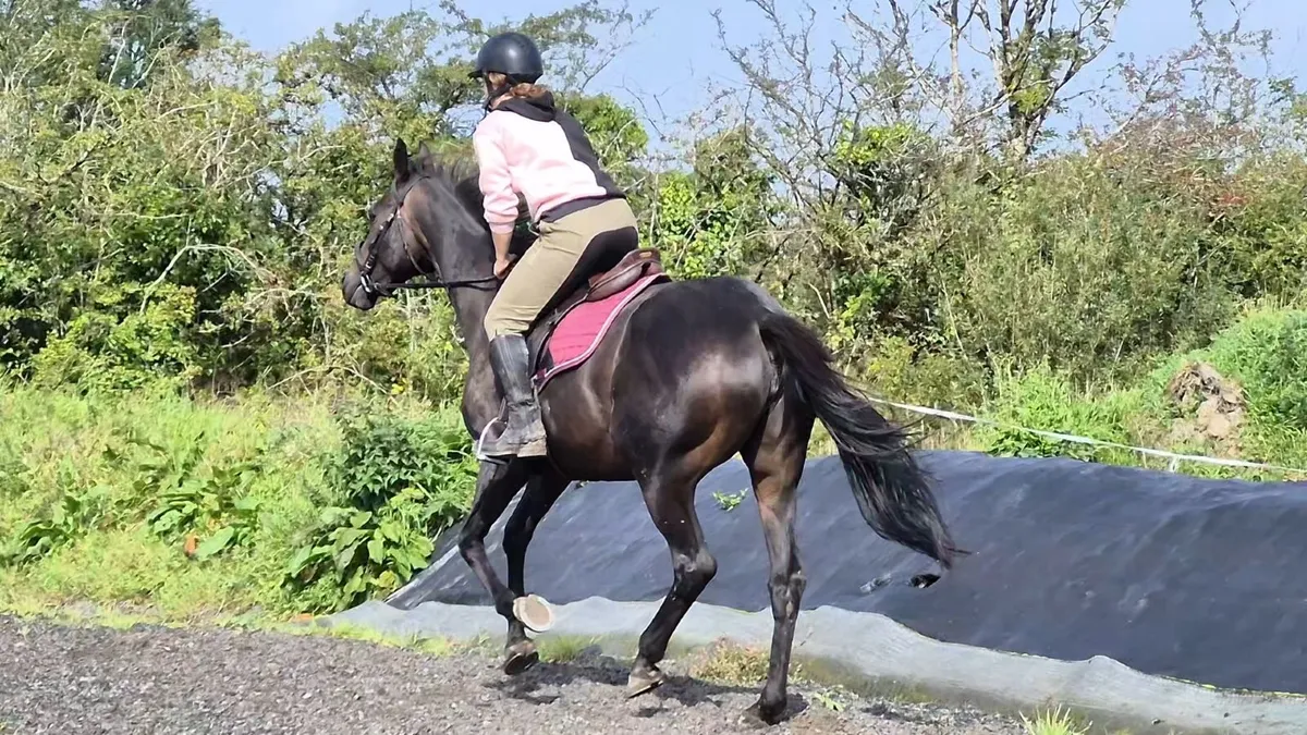 Teenagers/ riding club Mare - Image 3