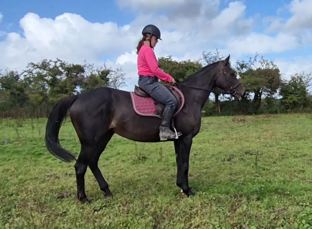 Teenagers/ riding club Mare - Image 4