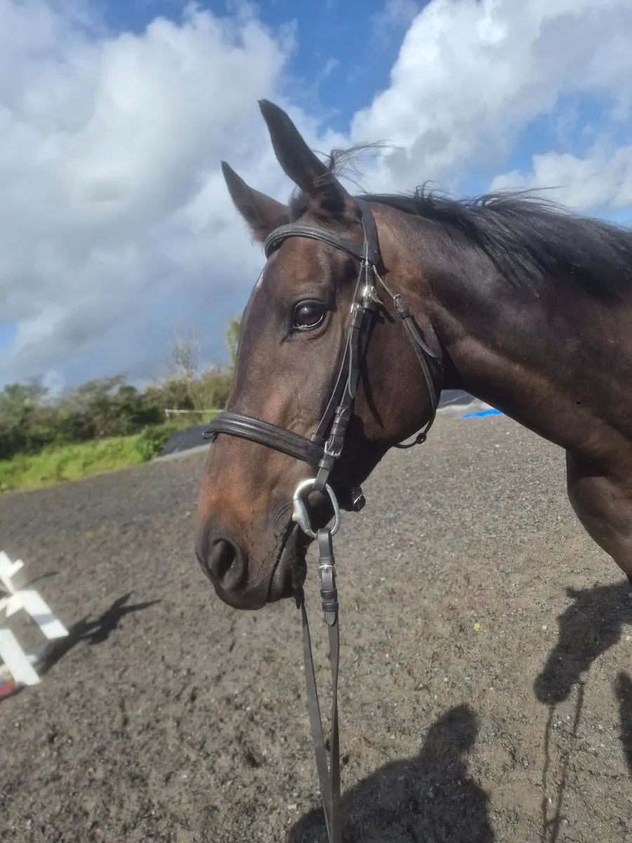 Teenagers/ riding club Mare - Image 1