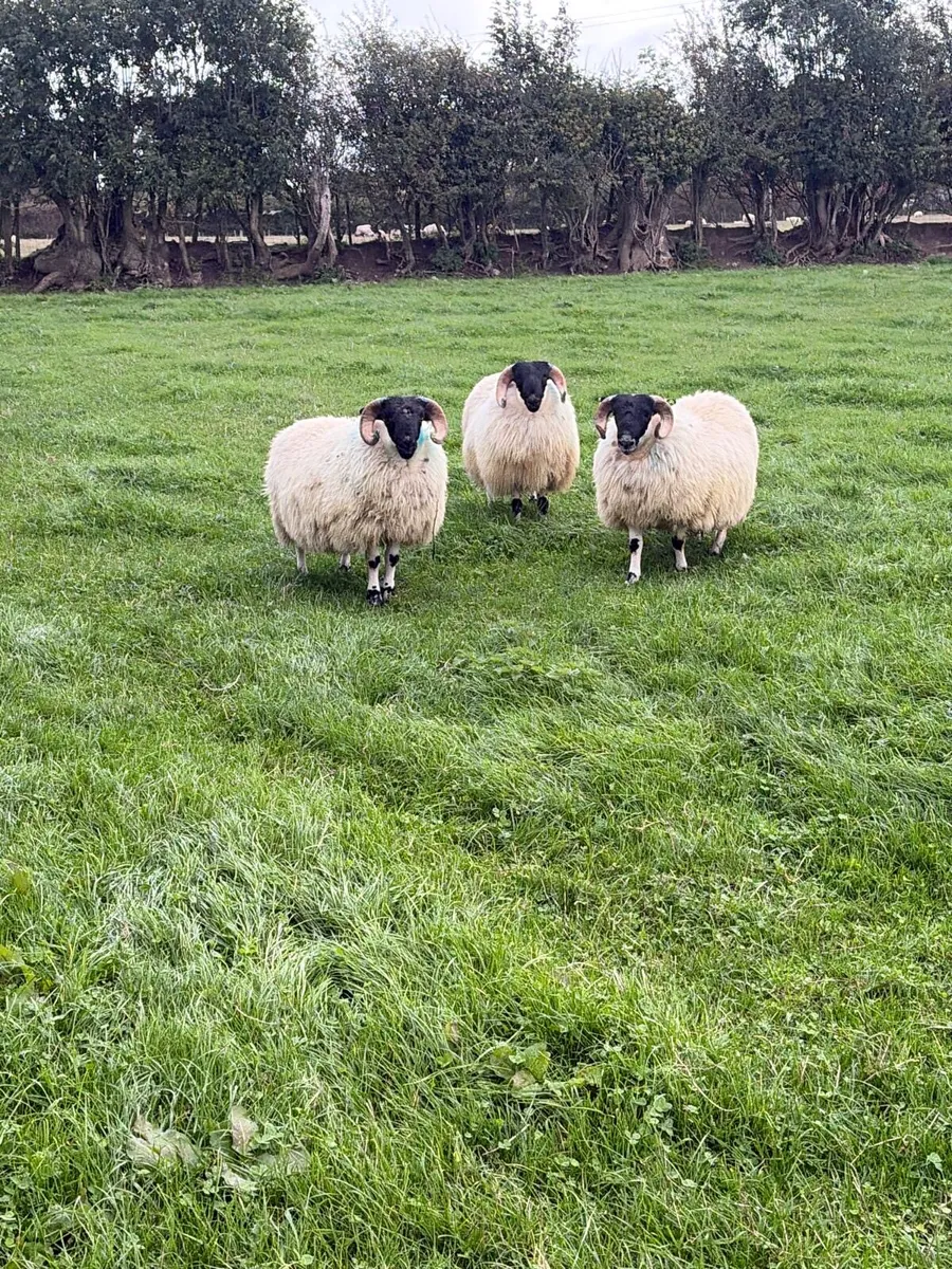 Perth blackface ram lambs - Image 1