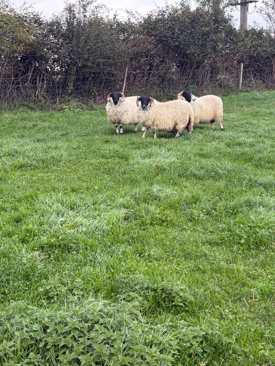 Perth blackface ram lambs - Image 2
