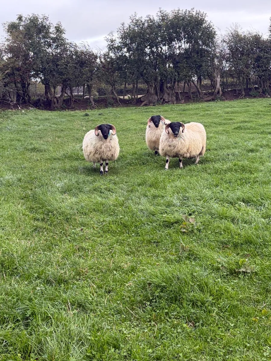 Perth blackface ram lambs - Image 4