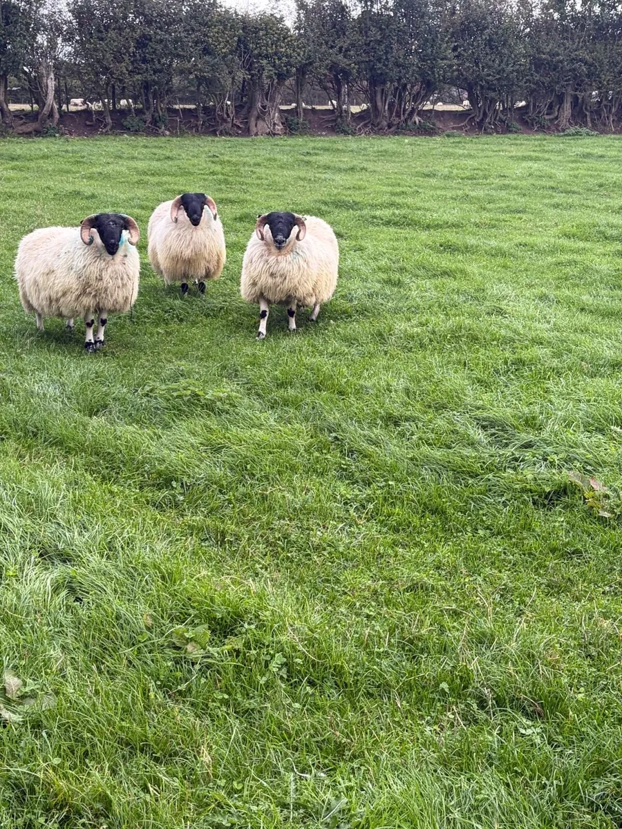 Perth blackface ram lambs - Image 3