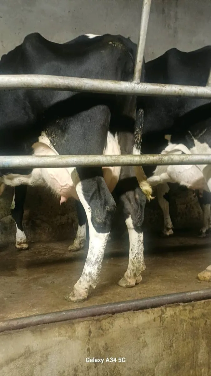 Cow to rear calves