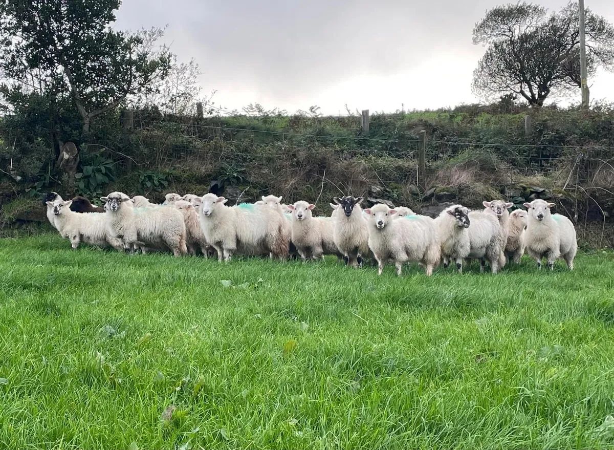 Organic lambs Dorset cross
