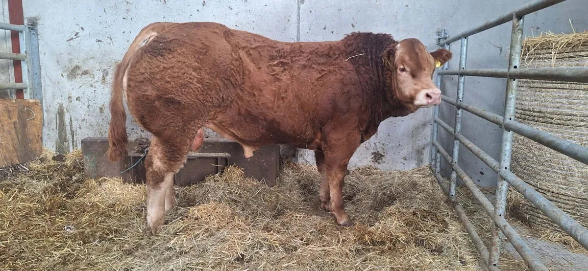 Livestock - Image 1