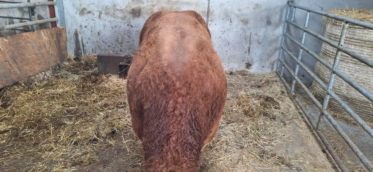 Livestock - Image 2