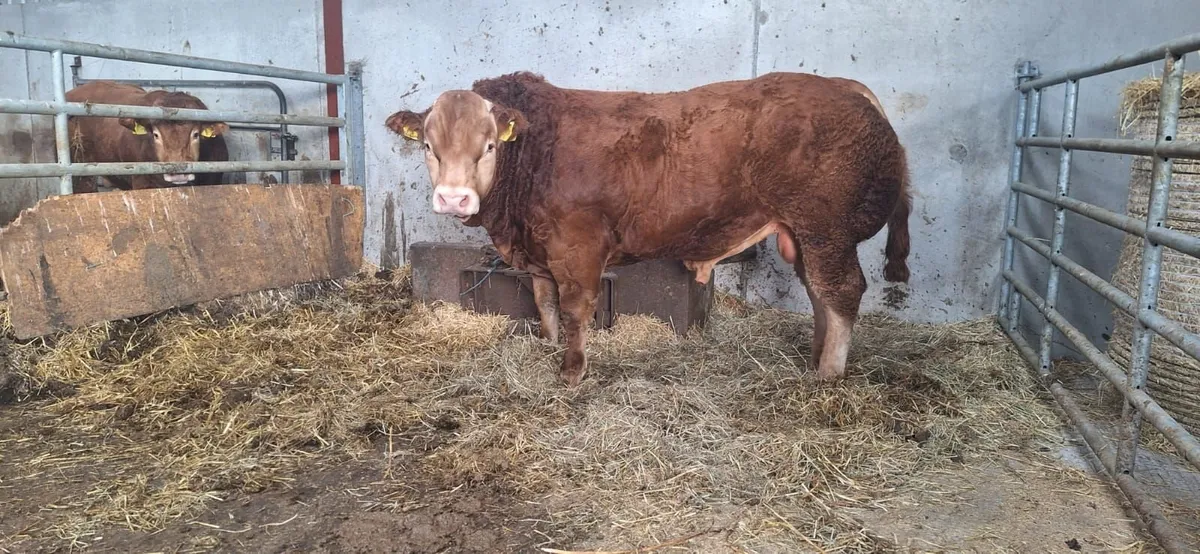 Livestock - Image 3