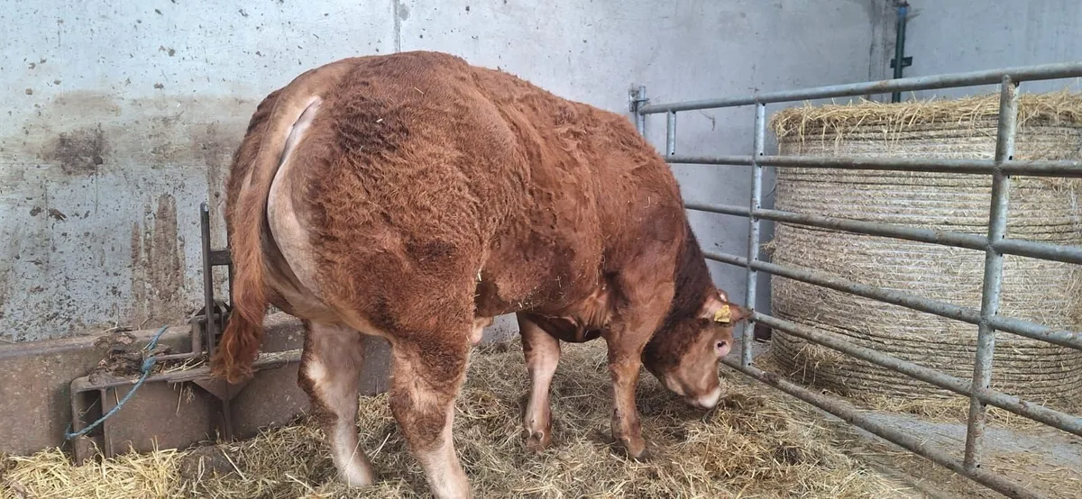 Livestock - Image 4